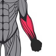 Avant-bras