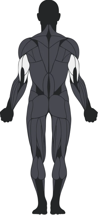 Triceps