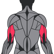 Triceps