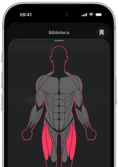 Búsqueda de ejercicios por músculo en SmartWorkout: el músculo seleccionado en un mapa del cuerpo