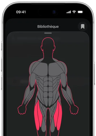 Recherche d'exercices par muscle dans SmartWorkout : le muscle sélectionné sur une silhouette