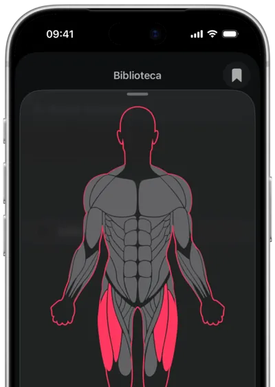 Busca de exercícios por músculo no SmartWorkout: o músculo selecionado em um mapa do corpo