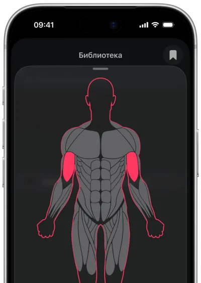 Поиск упражнений по мышце в SmartWorkout: мышца выбрана на карте тела